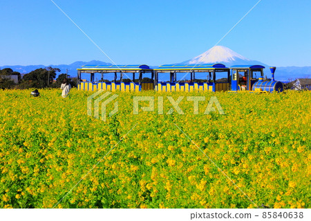 開著油菜花的火車巴士 Soleil Hill 85840638