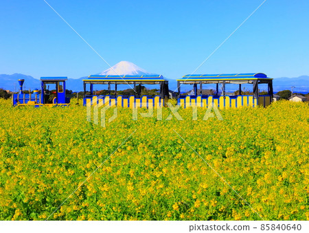 Train bus Soleil Hill running in rape blossoms 85840640
