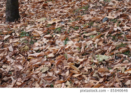 Landscape of the ground where you can see the fallen leaves of brown dead leaves, green grass, stones, soil and tree trunks Landscape of the ground where you can see the fallen leaves of brown dead leaves, green grass, stones, soil and tree trunks 85840646