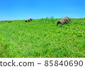 Grassland and grass roll 85840690