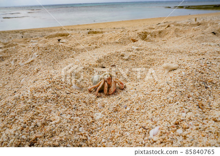 沖繩之旅在美麗的大海中發現野生寄居蟹和珊瑚礁 沖繩之旅在美麗的大海中發現野生寄居蟹和珊瑚礁 85840765