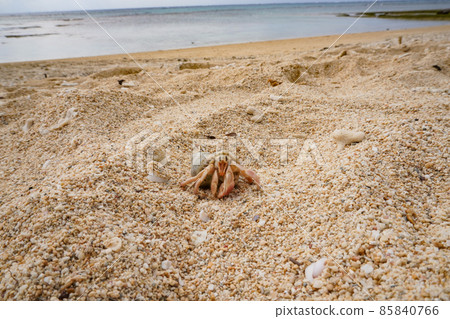 Wild hermit crabs and coral reefs found in the beautiful sea on a trip to Okinawa 85840766