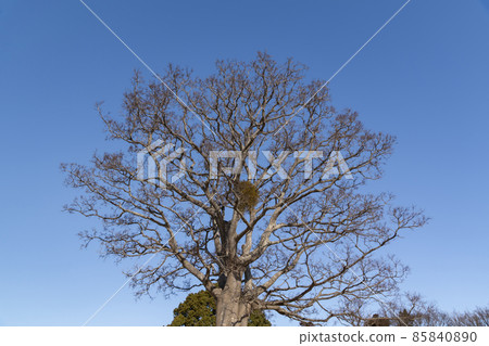 Mistletoe Mistletoe 85840890