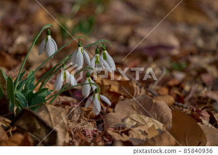 Winter flowers, pretty snowdrops 85840936