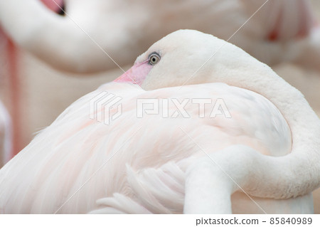 Close-up of a flamingo 85840989