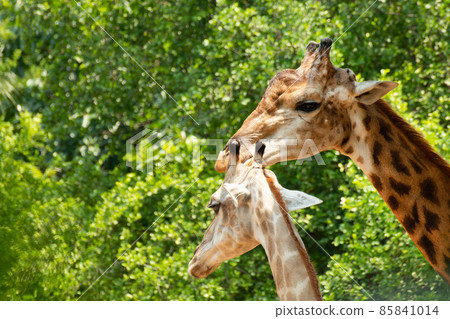 Close up of a giraffes Close up of a giraffes 85841014