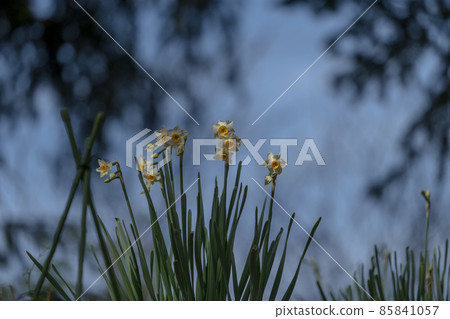 Winter flowers, daffodils 85841057