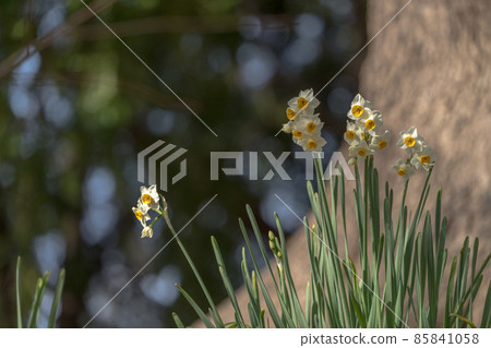 Winter flowers, daffodils 85841058