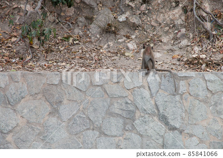 monkey sitting on the rock 85841066