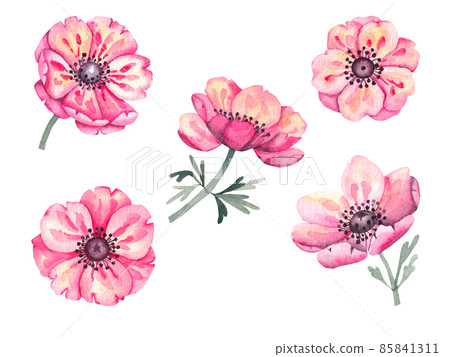 Watercolor set of anemone flowers Watercolor set of anemone flowers 85841311
