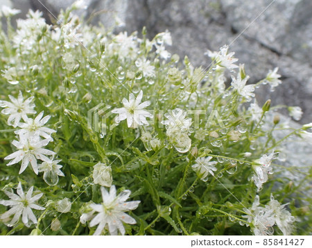 Raindrops dripping wild grass (white flowers) Location: Around the summit of Oyama (Tateyama Town, Toyama Prefecture) 85841427