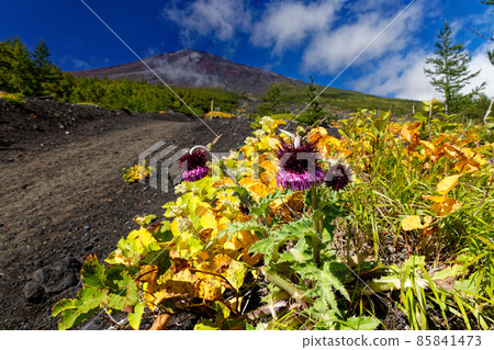 The summit of Mt. Fuji and the yellow leaves of thistle flowers and ontade seen from the Subashiri mountain trail The summit of Mt. Fuji and the yellow leaves of thistle flowers and ontade seen from the Subashiri mountain trail 85841473