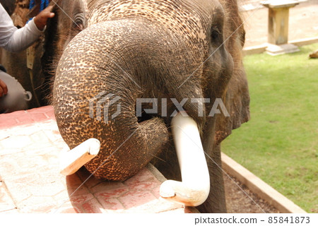 elephant. front. (Elephant Safari Park Bali / Indonesia) 85841873