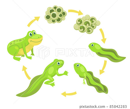 Funny frog cartoon character life cycle vector illustrations set Funny frog cartoon character life cycle vector illustrations set 85842283