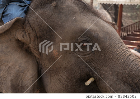 Close up of a elephant. 85842502