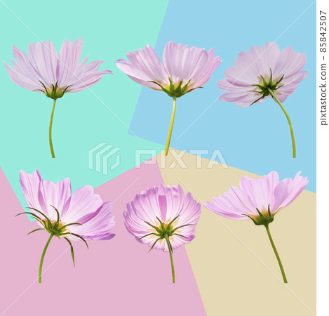 Cosmos flower isolated on multicolor background Cosmos flower isolated on multicolor background 85842507