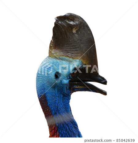 closeup of a head cassowary bird isolated on white background - clipping paths. closeup of a head cassowary bird isolated on white background - clipping paths. 85842639