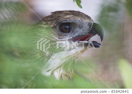 close up of a hawk eye. 85842641