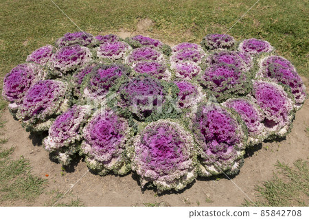 Ornamental cabbage (flowering Cabbage decorate the garden). Ornamental cabbage (flowering Cabbage decorate the garden). 85842708