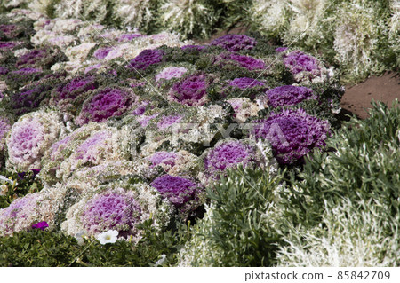 Ornamental cabbage (flowering Cabbage decorate the garden). Ornamental cabbage (flowering Cabbage decorate the garden). 85842709