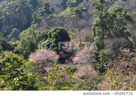 Sakura pink flower (Cherry blossom) on mountain in chiang mai, thailand - selective focus. Sakura pink flower (Cherry blossom) on mountain in chiang mai, thailand - selective focus. 85842710