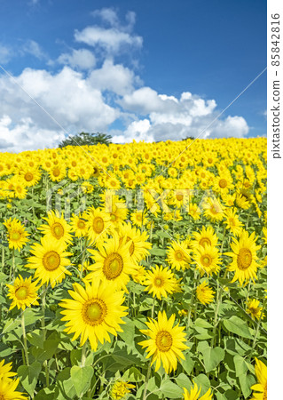 When sunflowers bloom on the Hiruzen Plateau 85842816