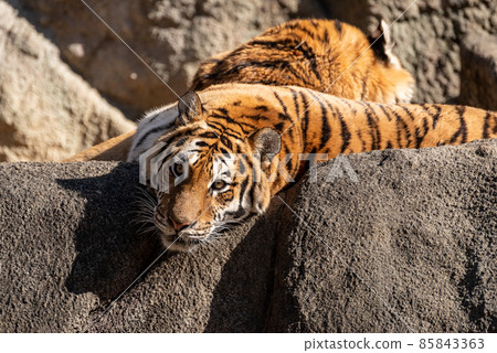 Relaxing tiger 85843363