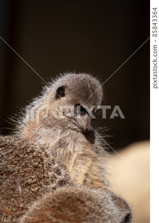 meerkat  85843364