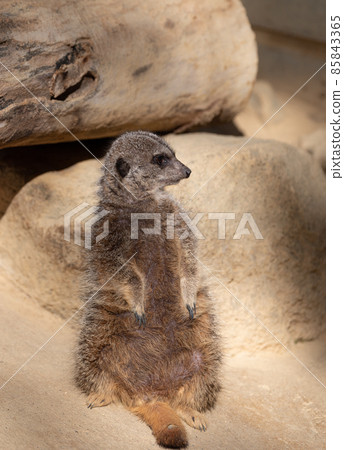 meerkat meerkat 85843365