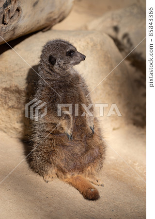 meerkat  85843366