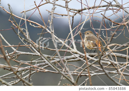 A female of Giubitaki A female of Giubitaki 85843886