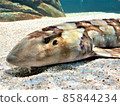 Heart-shaped fish under the eyes 85844234