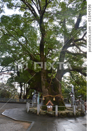 "Okusu", a natural monument designated by Naruto City (Oasahiko Shrine / 13 Hirozuka, Bando, Oasa-cho, Naruto City, Tokushima Prefecture) "Okusu", a natural monument designated by Naruto City (Oasahiko Shrine / 13 Hirozuka, Bando, Oasa-cho, Naruto City, Tokushima Prefecture) 85844396