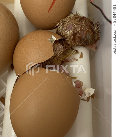 a newborn chicken in an egg shell bred a newborn chicken in an egg shell bred 85844481