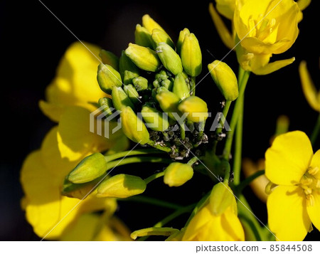 Close-up of rape blossoms in the sun (rapeseed buds and aphids on flowers and stems) Close-up of rape blossoms in the sun (rapeseed buds and aphids on flowers and stems) 85844508