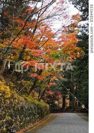 Romantic magical vibrant maple trees trail in Sendai Japan Romantic magical vibrant maple trees trail in Sendai Japan 85844538