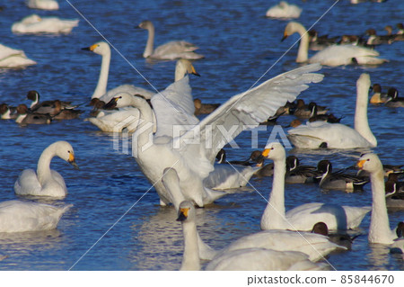 Swan Village in Motono, Inzai City, Chiba Prefecture Swan Village in Motono, Inzai City, Chiba Prefecture 85844670