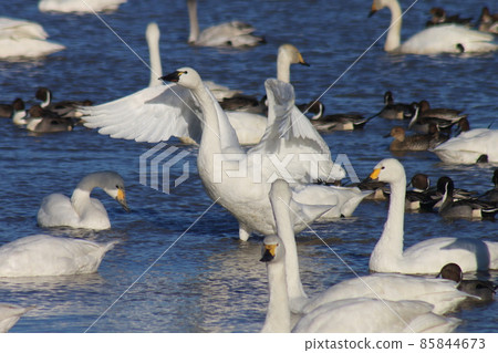 Swan Village in Motono, Inzai City, Chiba Prefecture Swan Village in Motono, Inzai City, Chiba Prefecture 85844673