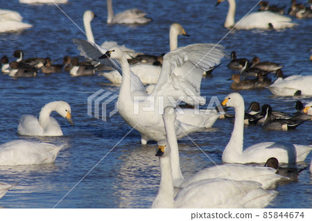 Swan Village in Motono, Inzai City, Chiba Prefecture Swan Village in Motono, Inzai City, Chiba Prefecture 85844674