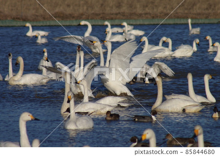 千葉縣印西市元野天鵝村 85844680