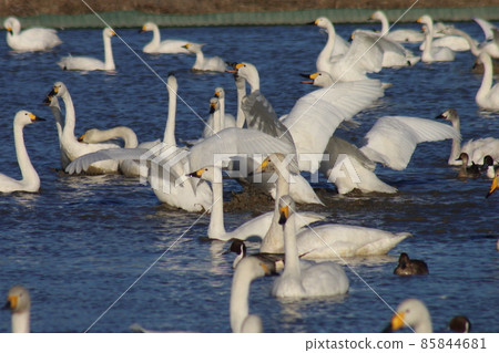 Swan Village in Motono, Inzai City, Chiba Prefecture Swan Village in Motono, Inzai City, Chiba Prefecture 85844681