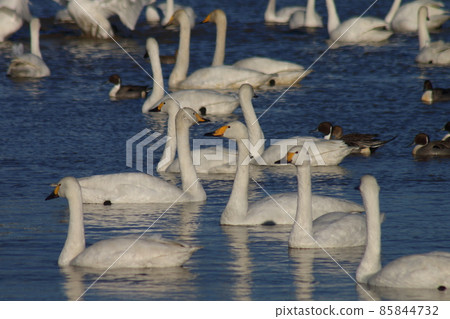 千葉縣印西市Motono的Swan村Swan Heart 千葉縣印西市Motono的Swan村Swan Heart 85844732