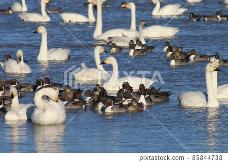 千葉縣印西市Motono的Swan村Swan Heart 千葉縣印西市Motono的Swan村Swan Heart 85844738