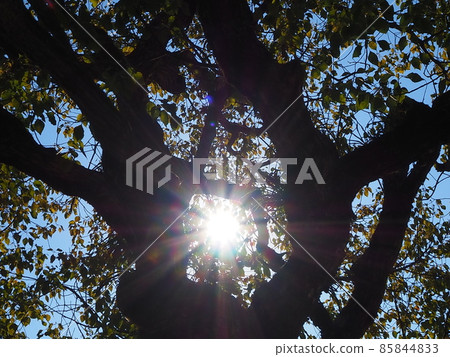Sunbeams 85844833