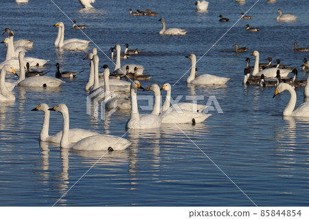 千葉縣印西市Motono的Swan村Swan Heart 千葉縣印西市Motono的Swan村Swan Heart 85844854