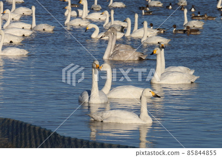 千葉縣印西市Motono的Swan村Swan Heart 85844855