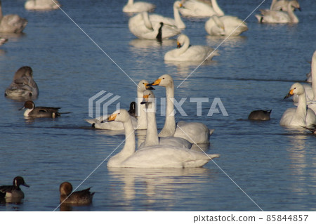 千葉縣印西市Motono的Swan村Swan Heart 千葉縣印西市Motono的Swan村Swan Heart 85844857