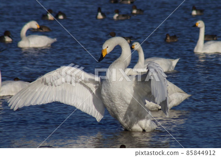 Swan Village in Motono, Inzai City, Chiba Prefecture Swan Village in Motono, Inzai City, Chiba Prefecture 85844912