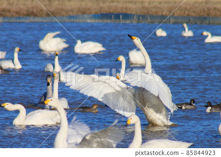 千葉縣印西市元野天鵝村 85844923