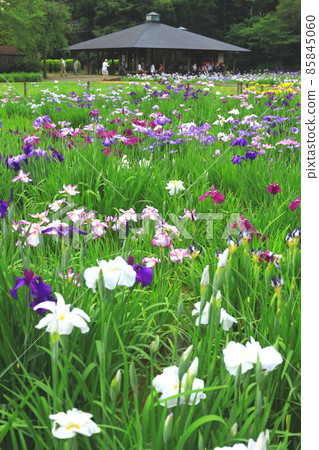 Kitayama Park Iris Garden 85845060
